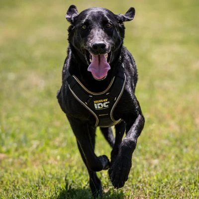 Julius K9 Arnés Para Perros JULIUS-K9 IDC® Longwalk Negro Y Gris 3 Julius K9 Arnés Para Perros JULIUS-K9 IDC® Longwalk Negro Y Gris - Imagen 3