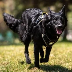 Julius K9 Arnés Para Perros JULIUS-K9 IDC® Longwalk Negro Y Gris 16 Julius K9 Arnés Para Perros JULIUS-K9 IDC® Longwalk Negro Y Gris -Trixie Ventas 123299 julius k9 idc longwalk geschirr schwarz grau hs 11 0