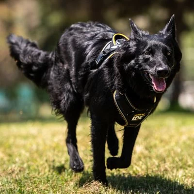 Julius K9 Arnés Para Perros JULIUS-K9 IDC® Longwalk Negro Y Gris 8 Julius K9 Arnés Para Perros JULIUS-K9 IDC® Longwalk Negro Y Gris - Imagen 8