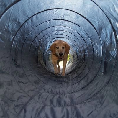 Túnel Agility Trixie 2 Túnel Agility Trixie - Imagen 2