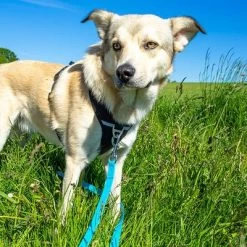 Petlando Correa Larga Para Perros Pawz & Pepper Strong Azul 13 Petlando Correa Larga Para Perros Pawz & Pepper Strong Azul -Trixie Ventas 174796 174797 pawznpepper schleppleine rund geflochten blau hs 04 2