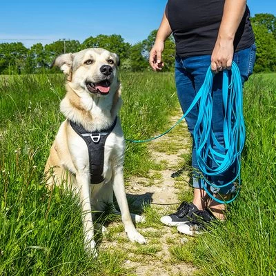 Petlando Correa Larga Para Perros Pawz & Pepper Strong Azul 7 Petlando Correa Larga Para Perros Pawz & Pepper Strong Azul - Imagen 7