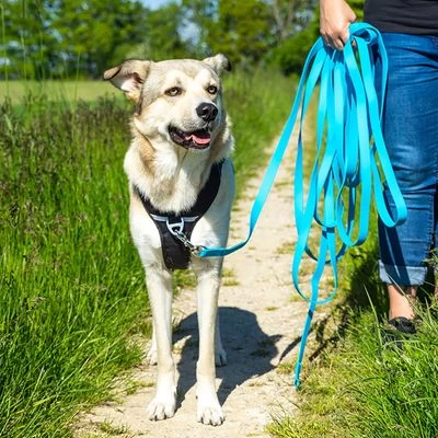 Petlando Correa Larga Para Perros Pawz & Pepper Strong Azul 2 Petlando Correa Larga Para Perros Pawz & Pepper Strong Azul - Imagen 2