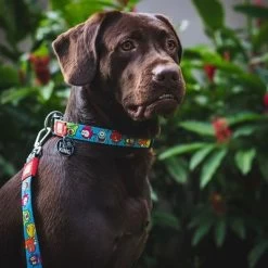 Collar Max & Molly Little Monsters Con Smart ID Para Perros -Trixie Ventas 186585 189896 189897 186586 maxnmolly smartid halsband littlemonsters dog hs 02 7