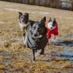 Chubasquero Bare Coal Hurtta Para Perros 24 Chubasquero Bare Coal Hurtta Para Perros -Trixie Ventas 188096 188096 186536 186537 186538 186539 186540 hurtta forzooplus bare regenmantel coal hs 14 5