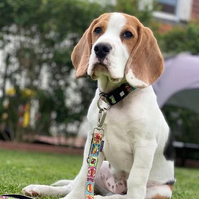 Correa Ajustable Max & Molly Cómic Para Perros 2 Correa Ajustable Max & Molly Cómic Para Perros - Imagen 2