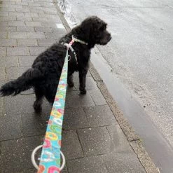 Correa Ajustable Max & Molly Donuts Para Perros -Trixie Ventas 190211 186594 186595 maxnmolly multifunktionsleine donuts hs 02 6