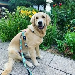 Correa Ajustable Max & Molly Donuts Para Perros -Trixie Ventas 190211 186594 186595 maxnmolly multifunktionsleine donuts hs 03 3