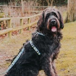 Correa Ajustable Max & Molly Black Sheep Para Perros 11 Correa Ajustable Max & Molly Black Sheep Para Perros -Trixie Ventas 190402 190403 190404 maxnmolly multifunktionsleine blacksheep hs 03 7