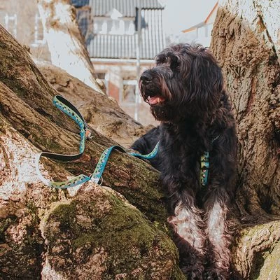 Arnés Max & Molly Black Sheep Para Perros 8 Arnés Max & Molly Black Sheep Para Perros - Imagen 8