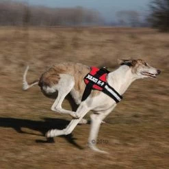 Julius K9 Arnés JULIUS-K9® Power Rojo Para Perros 6 Julius K9 Arnés JULIUS-K9® Power Rojo Para Perros -Trixie Ventas 191822 trixie powergeschir2 1