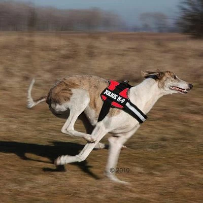 Julius K9 Arnés JULIUS-K9® Power Rojo Para Perros 3 Julius K9 Arnés JULIUS-K9® Power Rojo Para Perros - Imagen 3