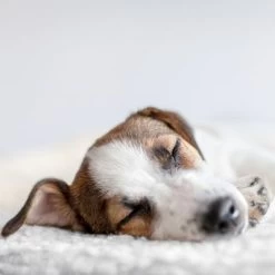 Esterilla Térmica HAFENBANDE Molly Con Regulador De Temperatura -Trixie Ventas 193243 waagenschmitt hafenbande heizmatte temperatursteuerung hs 12 2