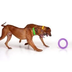 Ferplast Puller Juguete Para Perros 21 Ferplast Puller Juguete Para Perros -Trixie Ventas 199296 ferplastitalien ferplast hundespielzeug puller midi 27cm hs 08 9