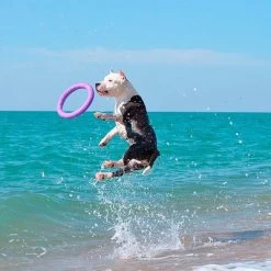 Ferplast Puller Juguete Para Perros 28 Ferplast Puller Juguete Para Perros -Trixie Ventas 199296 ferplastitalien ferplast hundespielzeug puller midi 27cm hs 20 9