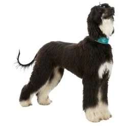 Collar Para Galgos Trixie Active Comfort Verde Petróleo/amarillo 10 Collar Para Galgos Trixie Active Comfort Verde Petróleo/amarillo -Trixie Ventas 200313 202100 200314 200315 trixie active comfort halsband windhunde hs 06 1