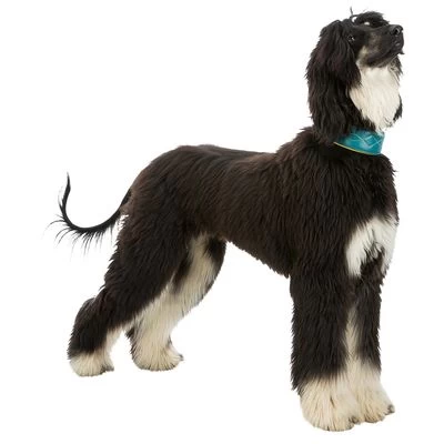 Collar Para Galgos Trixie Active Comfort Verde Petróleo/amarillo 4 Collar Para Galgos Trixie Active Comfort Verde Petróleo/amarillo - Imagen 4