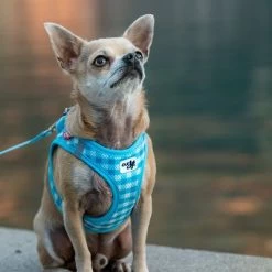 Set Curli: Arnés Vest Air-Mesh + Correa Basic Caro Azul Cielo 12 Set Curli: Arnés Vest Air-Mesh + Correa Basic Caro Azul Cielo -Trixie Ventas 204197 204198 203950 204199 curli vest geschirr airmesh basic leine skyblue caro hs 05 4