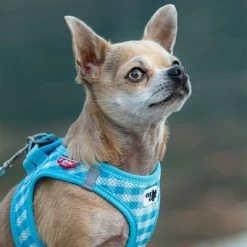 Set Curli: Arnés Vest Air-Mesh + Correa Basic Caro Azul Cielo 14 Set Curli: Arnés Vest Air-Mesh + Correa Basic Caro Azul Cielo -Trixie Ventas 204197 204198 203950 204199 curli vest geschirr airmesh basic leine skyblue caro hs 07 8