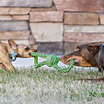 Jolly Pets Knot-N-Chew 2 Jolly Pets Knot-N-Chew - Imagen 2