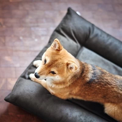 Cama Hunter Bologna Negra Para Perros 7 Cama Hunter Bologna Negra Para Perros - Imagen 7