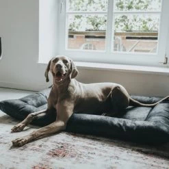 Cama Hunter Bologna Negra Para Perros 16 Cama Hunter Bologna Negra Para Perros -Trixie Ventas 214699 214700 hunter hundebett bologna schwarz hs 10 8