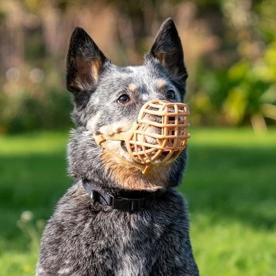 Bozal Baskerville Anti Cebos Venenosos 4 Bozal Baskerville Anti Cebos Venenosos - Imagen 4