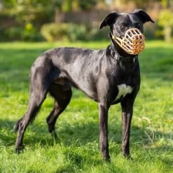 Bozal Baskerville Anti Cebos Venenosos 11 Bozal Baskerville Anti Cebos Venenosos -Trixie Ventas 235200 235201 235696 235796 235897 baskerville antigiftkoeder maulkorb hs 05 0