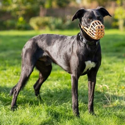 Bozal Baskerville Anti Cebos Venenosos 5 Bozal Baskerville Anti Cebos Venenosos - Imagen 5