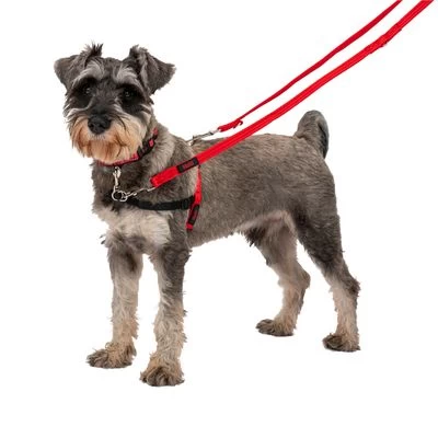 Correa Halti Para El Adiestramiento De Perros 6 Correa Halti Para El Adiestramiento De Perros - Imagen 6