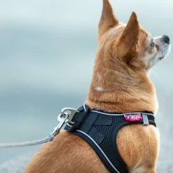 Correa De Bolsillo Curli Ultrarresistente 19 Correa De Bolsillo Curli Ultrarresistente -Trixie Ventas 267896 267897 ultrastarke taschenleine hs 09 8