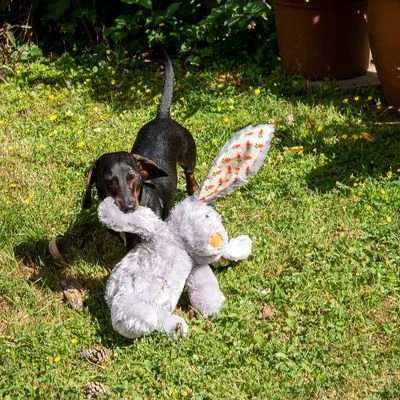 Conejo Elsie De Peluche Para Perros 7 Conejo Elsie De Peluche Para Perros - Imagen 7