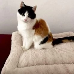 Self Heating Bed Cojín Para Perros 14 Self Heating Bed Cojín Para Perros -Trixie Ventas 288354 291896 waagenschmitt hundekissen selfheating bed hs 10 2