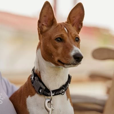 Collar Hurtta Bare Carbón Para Perros - Imagen 10