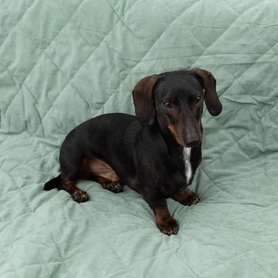 Manta Para Perros Modern Living Victoria 3 Manta Para Perros Modern Living Victoria - Imagen 3