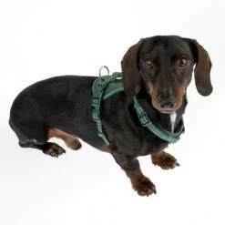 Arnés TIAKI Neoprene Verde Para Perros -Trixie Ventas 323016 neoprene geschirr s fg 1505 0