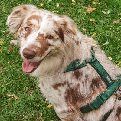 Arnés Nomad Tales Blush Esmeralda Para Perros 16 Arnés Nomad Tales Blush Esmeralda Para Perros - Imagen 16