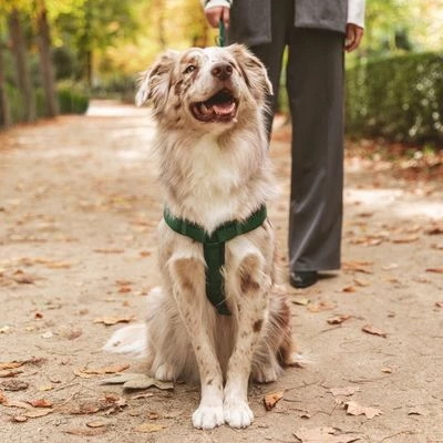 Arnés Nomad Tales Blush Esmeralda Para Perros 4 Arnés Nomad Tales Blush Esmeralda Para Perros - Imagen 4