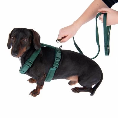 Arnés Nomad Tales Blush Esmeralda Para Perros 19 Arnés Nomad Tales Blush Esmeralda Para Perros - Imagen 19