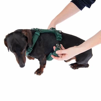 Arnés Nomad Tales Blush Esmeralda Para Perros 15 Arnés Nomad Tales Blush Esmeralda Para Perros - Imagen 15