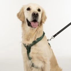 Arnés TIAKI Neoprene Verde Para Perros -Trixie Ventas 323025 neoprene geschirr l fg 1696 3