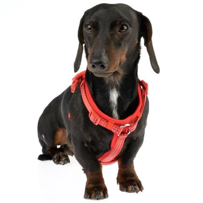 Arnés TIAKI Neoprene Rojo Para Perros 6 Arnés TIAKI Neoprene Rojo Para Perros - Imagen 6