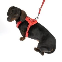 Arnés TIAKI Neoprene Rojo Para Perros 26 Arnés TIAKI Neoprene Rojo Para Perros -Trixie Ventas 323397 neoprene geschirr s fg 1498 9