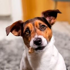 SmartBones Snacks Con Pollo Para Perros Pequeños 9 SmartBones Snacks Con Pollo Para Perros Pequeños -Trixie Ventas 324396 smartbones kausnacks huhn kleinehunde hs 05 3