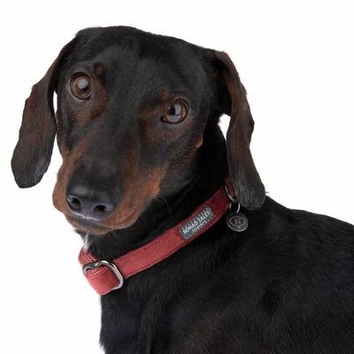 Collar Nomad Tales Blush Vino Para Perros 10 Collar Nomad Tales Blush Vino Para Perros - Imagen 10