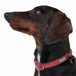 Collar Nomad Tales Blush Vino Para Perros 20 Collar Nomad Tales Blush Vino Para Perros -Trixie Ventas 324707 blush s fg 7015 6