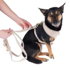 Correa Nomad Tales Calma Arena Para Perros 27 Correa Nomad Tales Calma Arena Para Perros -Trixie Ventas 324713 calma fg 7805 1