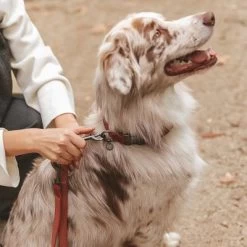 Correa Nomad Tales Blush Vino Para Perros 24 Correa Nomad Tales Blush Vino Para Perros -Trixie Ventas 325600 325601 nomadtales blush hundeleine rose hs 05 0