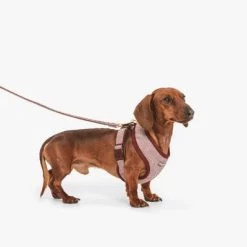 Correa Nomad Tales Calma Burdeos Para Perros 20 Correa Nomad Tales Calma Burdeos Para Perros -Trixie Ventas 325899 nomad tales calma hundeleine burgudy 120cm 02 8