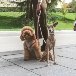 Correa Nomad Tales Calma Burdeos Para Perros 23 Correa Nomad Tales Calma Burdeos Para Perros -Trixie Ventas 325899 nomad tales calma hundeleine burgudy 120cm 03 3